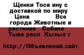 Щенки Тоса-ину с доставкой по миру › Цена ­ 68 000 - Все города Животные и растения » Собаки   . Тыва респ.,Кызыл г.